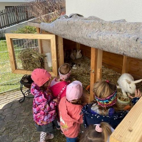 Hase