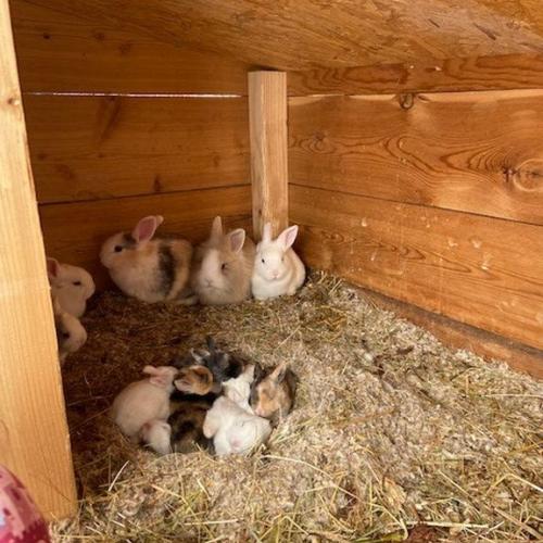 Hase