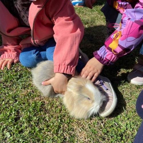 Hase