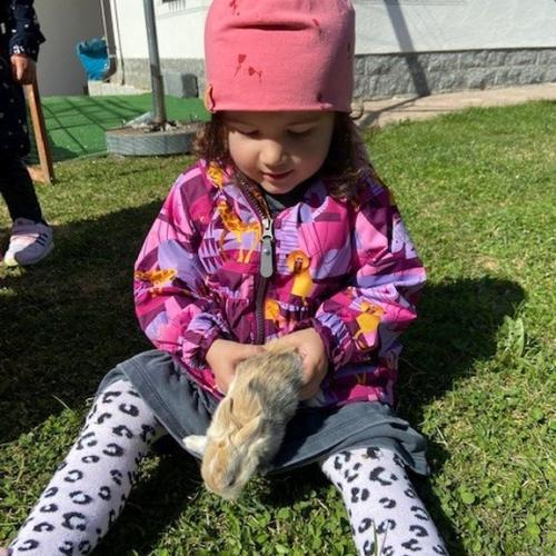 Hase