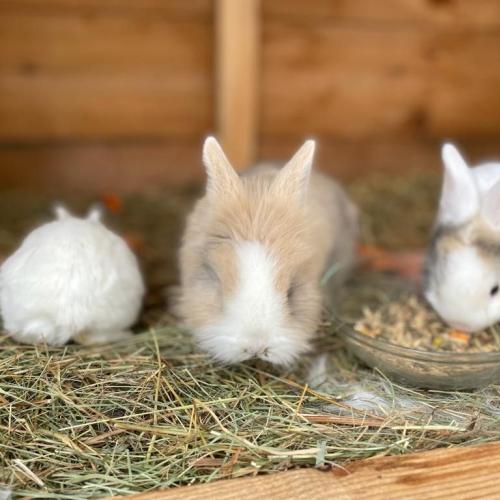 Hase
