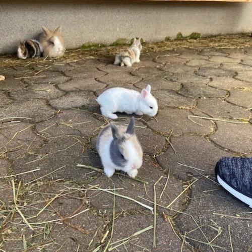 Hase