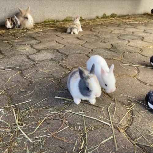 Hase