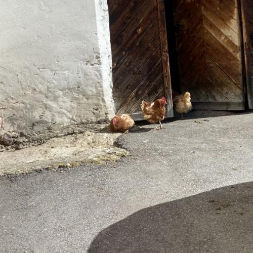 Tiere