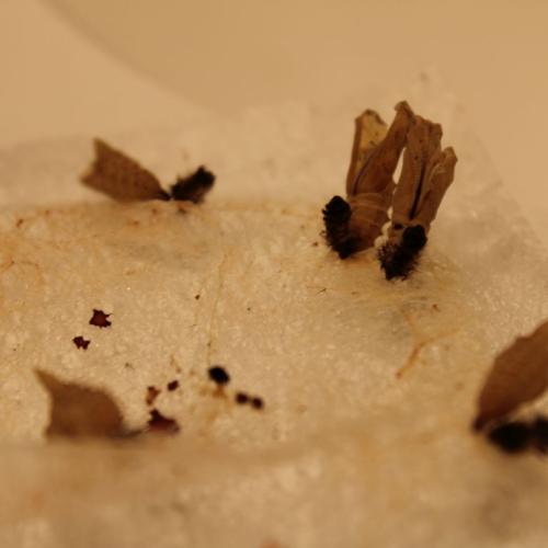 Raupe