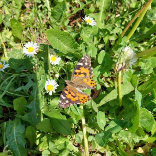 Schmetterling
