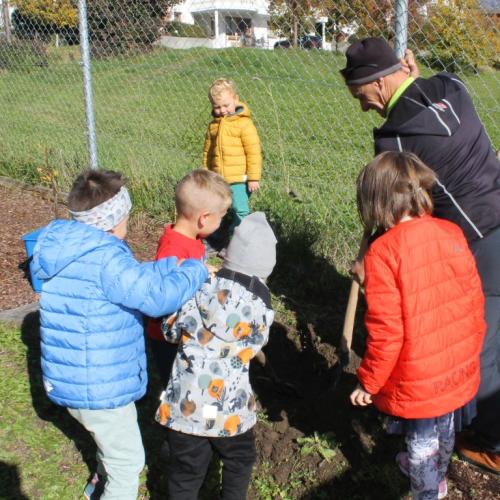 Baum pflanzen