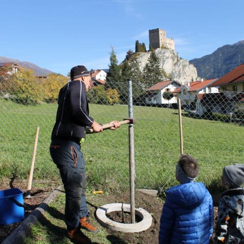 Baum pflanzen