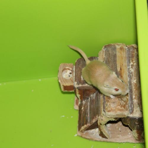 kleine Maus