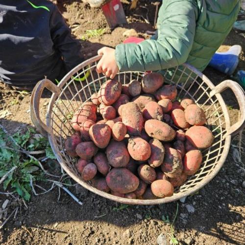 Kartoffelernte