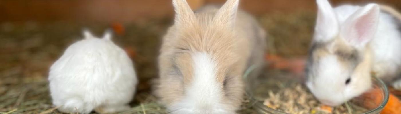 Hase
