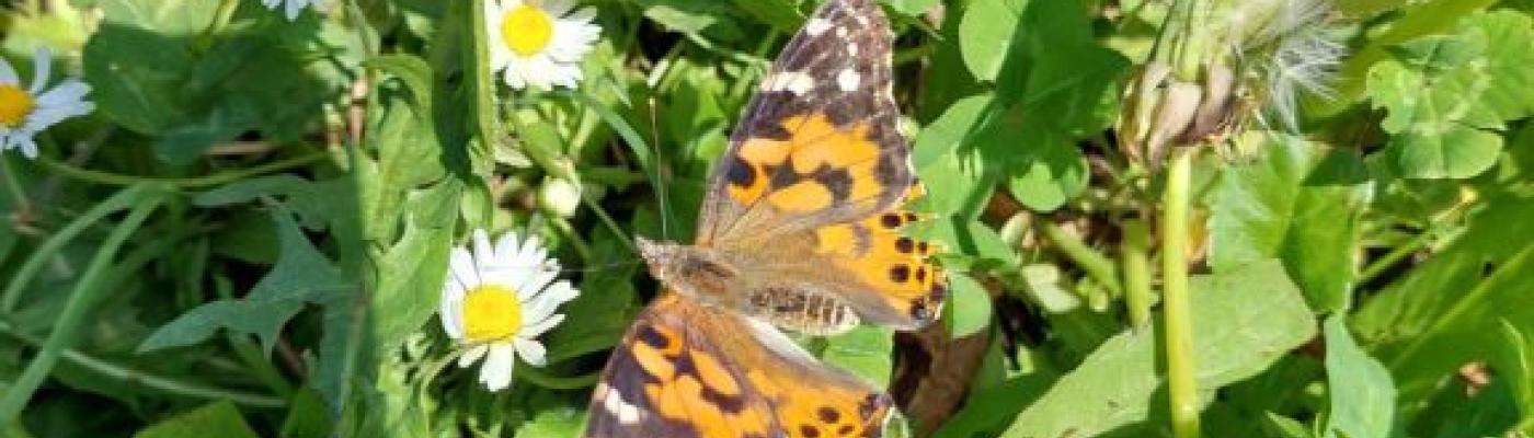 Schmetterling