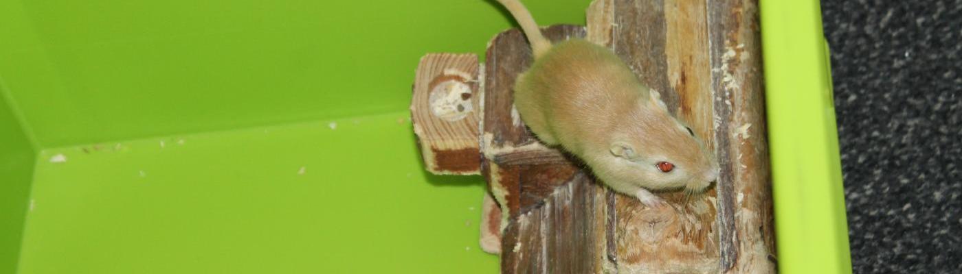 Maus