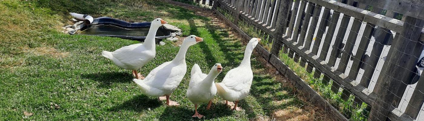 Besuch am Bauernhof
