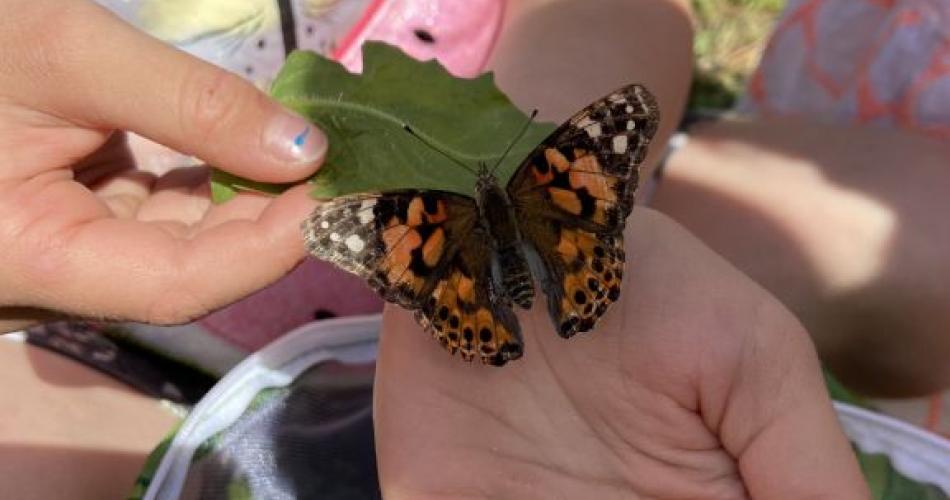 Schmetterling